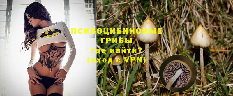 закладки  OMG ссылки  Псилоцибиновые грибы Magic Shrooms  Торжок 